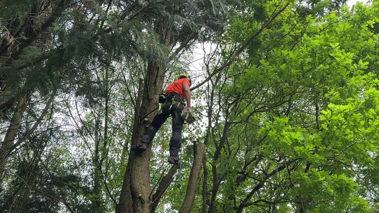 Pickens, MS Tree Removal and Landscaping Services Company